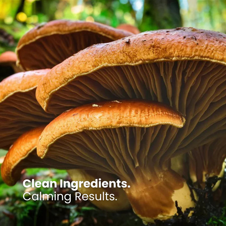 Moisturizing Bath Bar | Nobiesse by Alpinia Labs